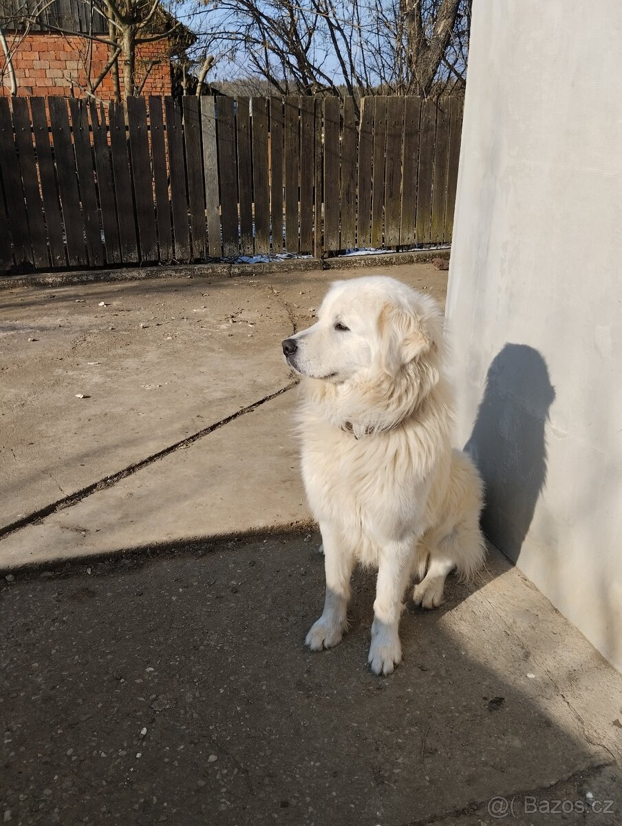 Slovenský čuvač hledá nevěstu :) - 2