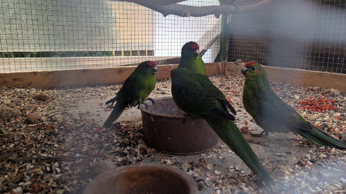 Kakariki rudočelé, přírodní - 2