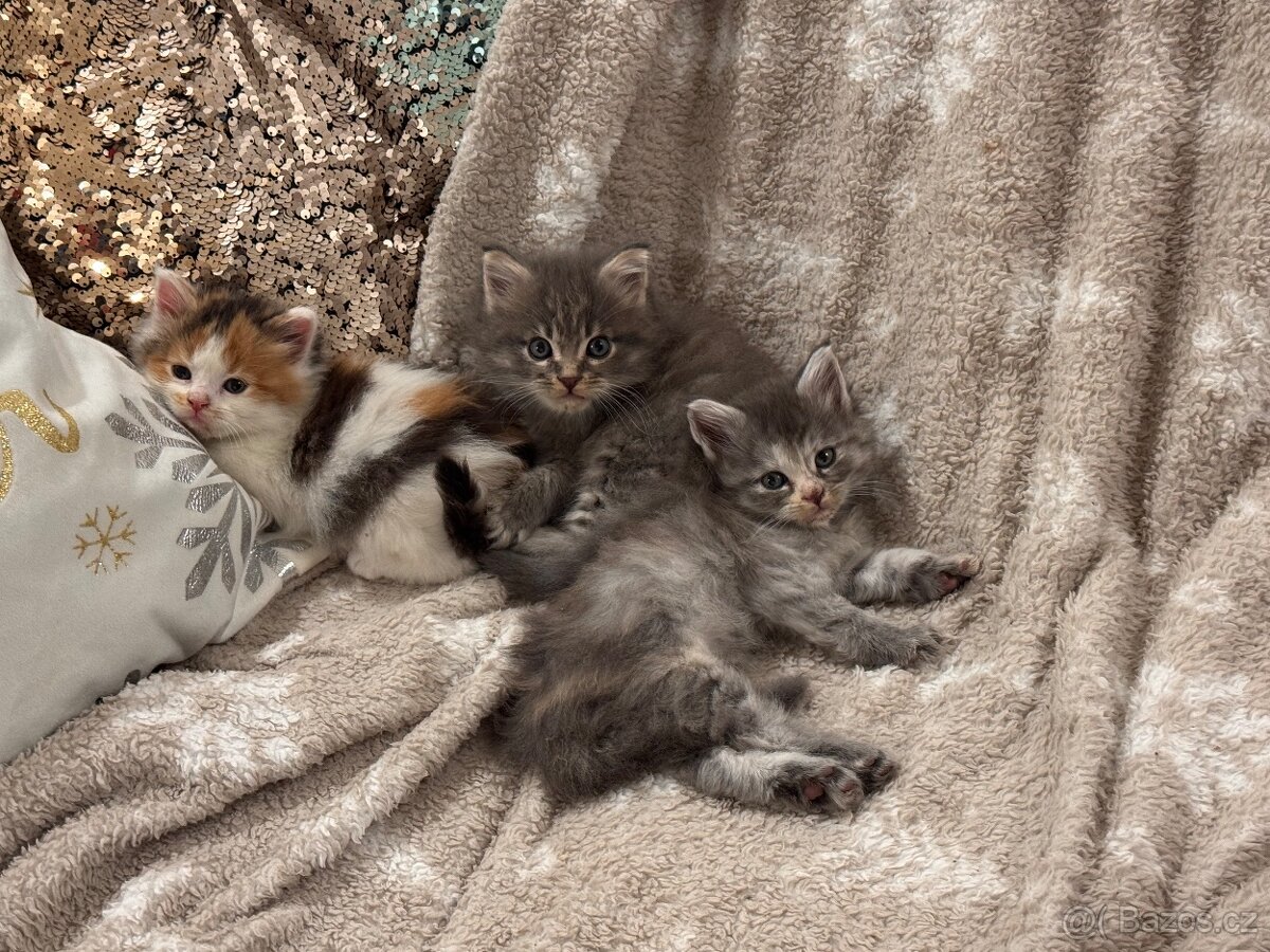 Mainska mývalí koťata - 2