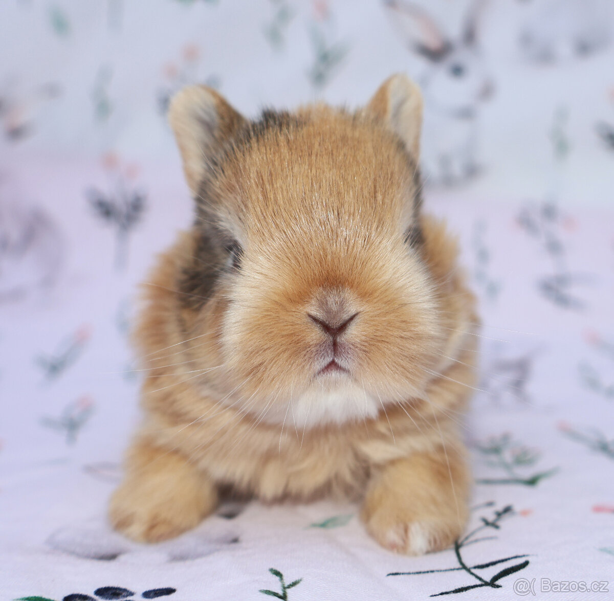 Zakrslý krátkouchý králíček malinká LOT samička - 2
