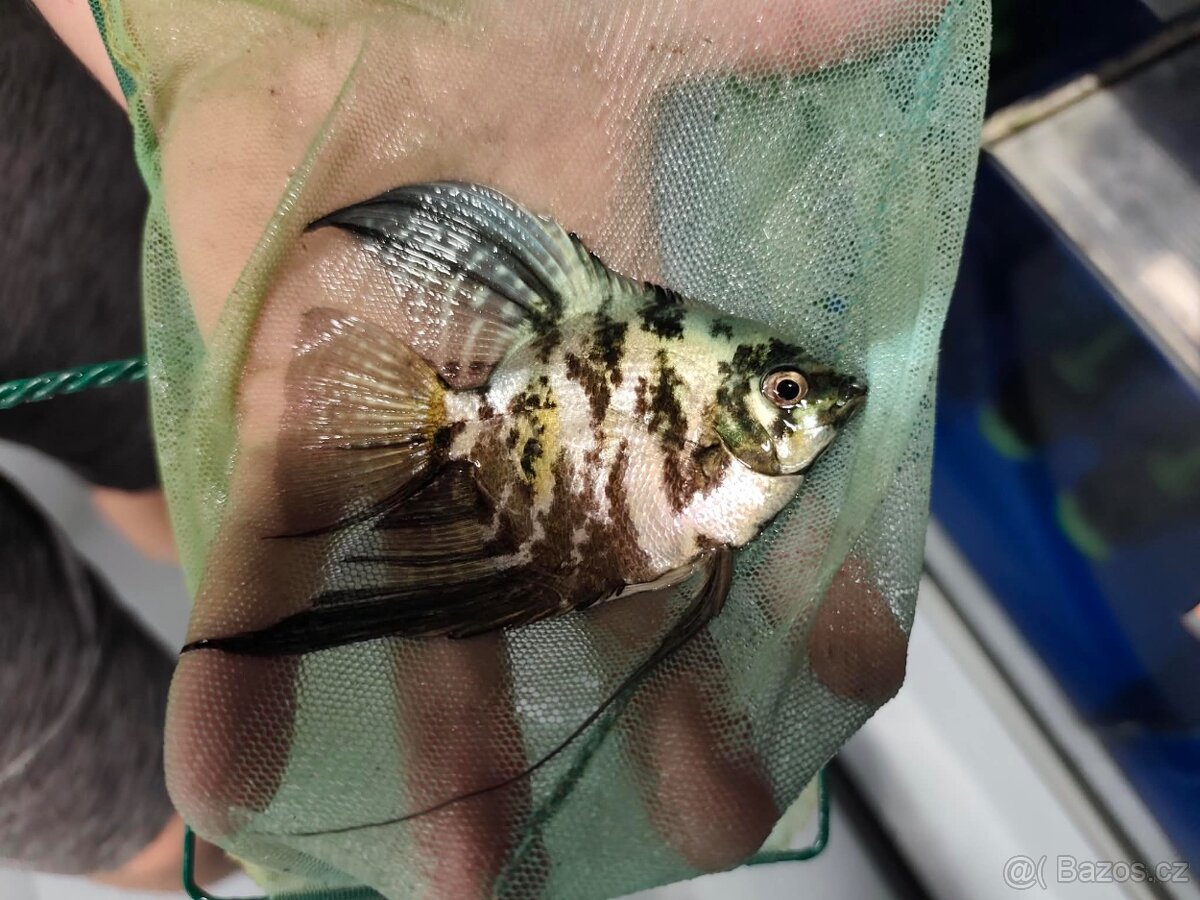 Skalar Mramor modry - 2