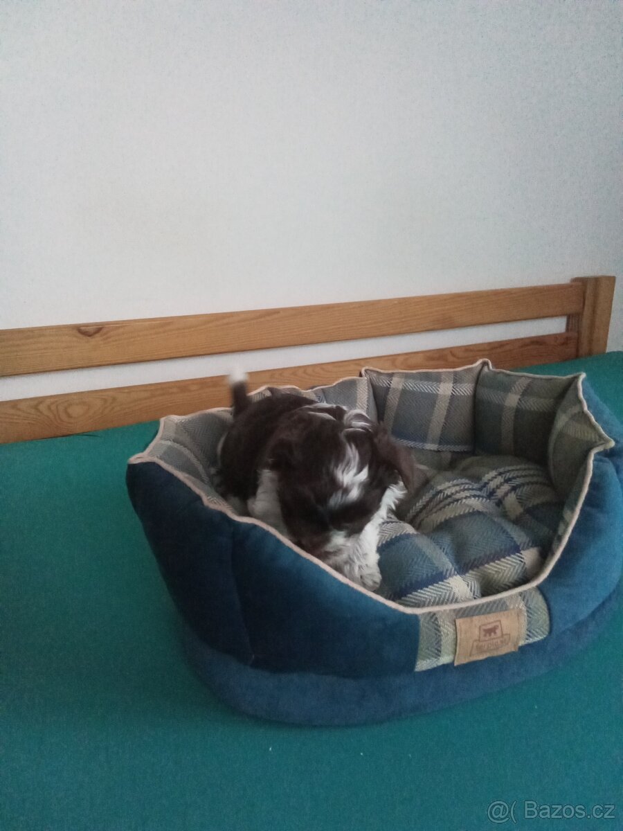 Jorkšírský teriér - 2