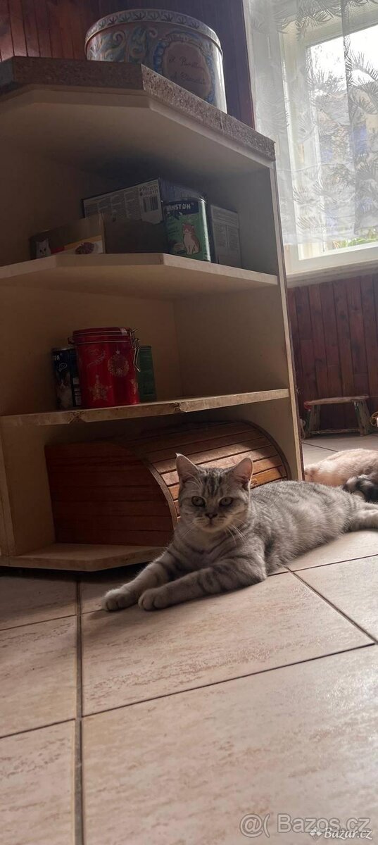 Britská koťata - 2