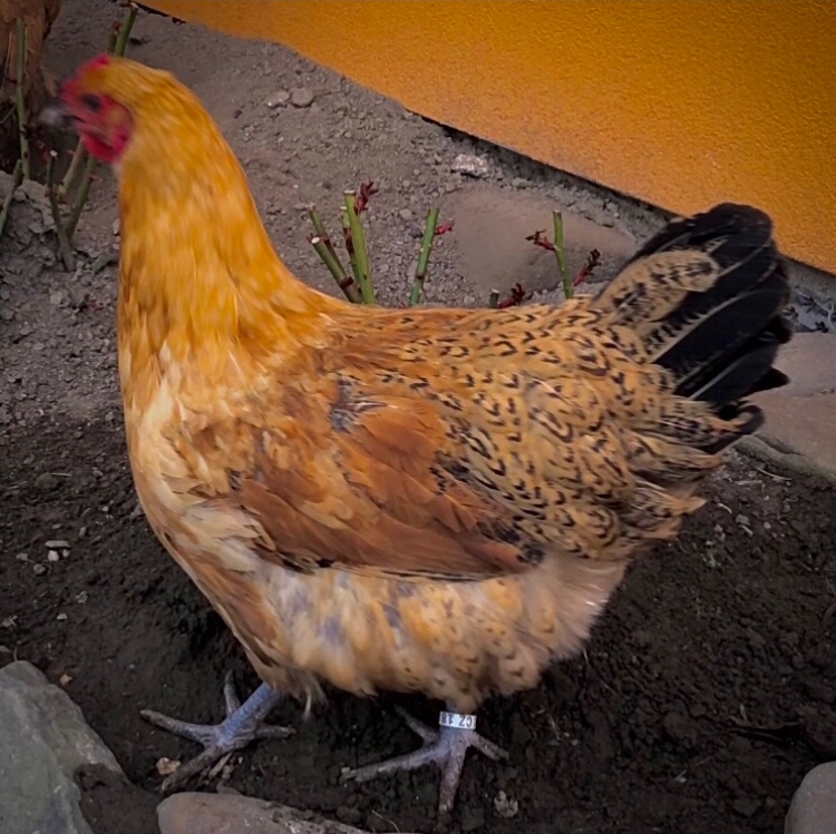 Šumavanka Velká -Násadová vejce - 2