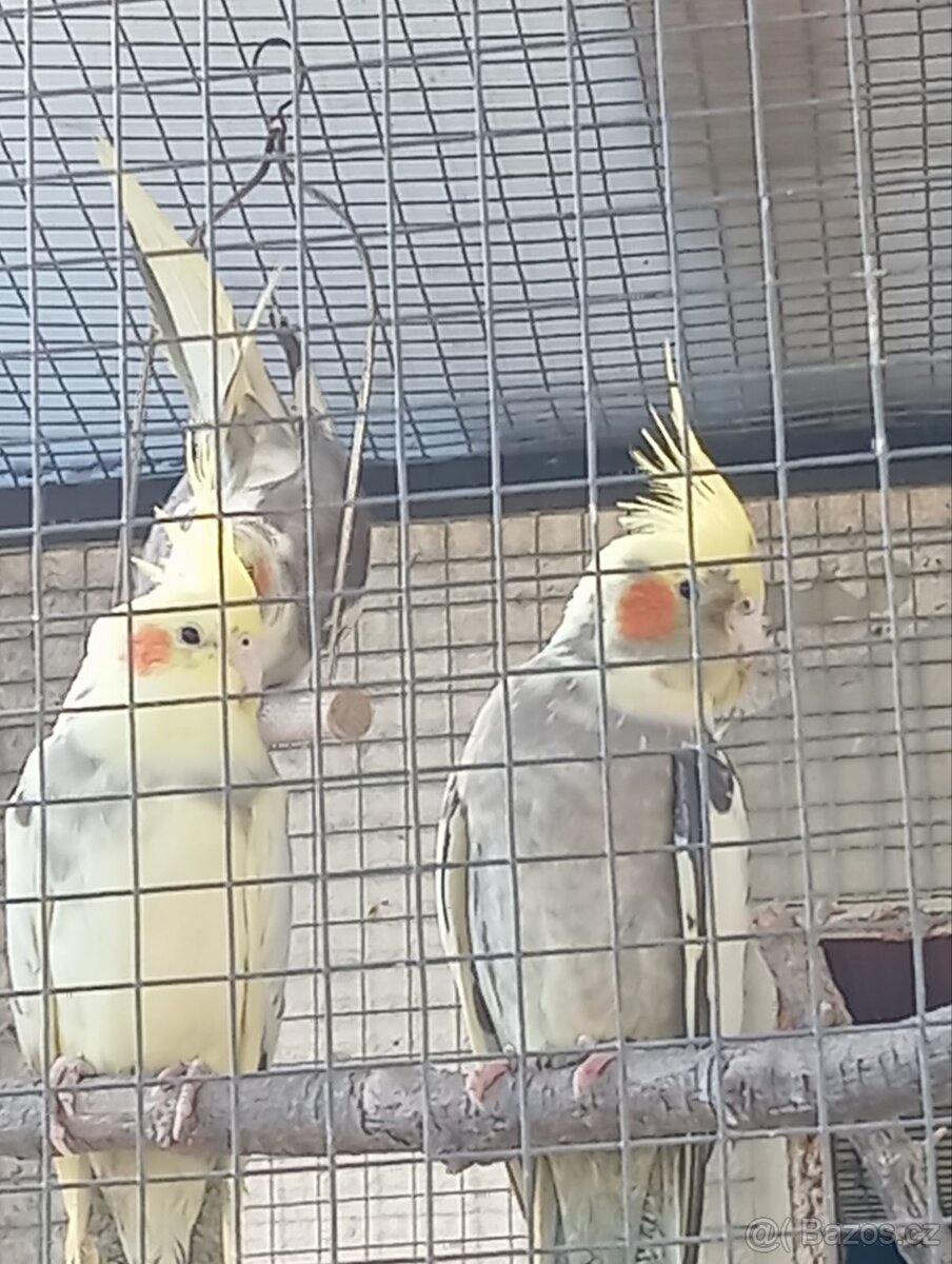 Korela chocholata - 2