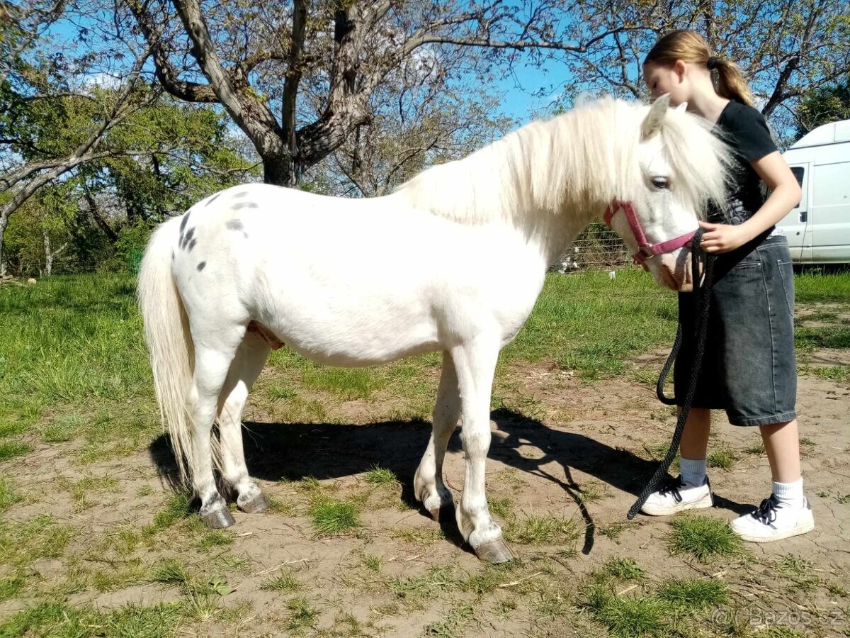 pony wpb - 2