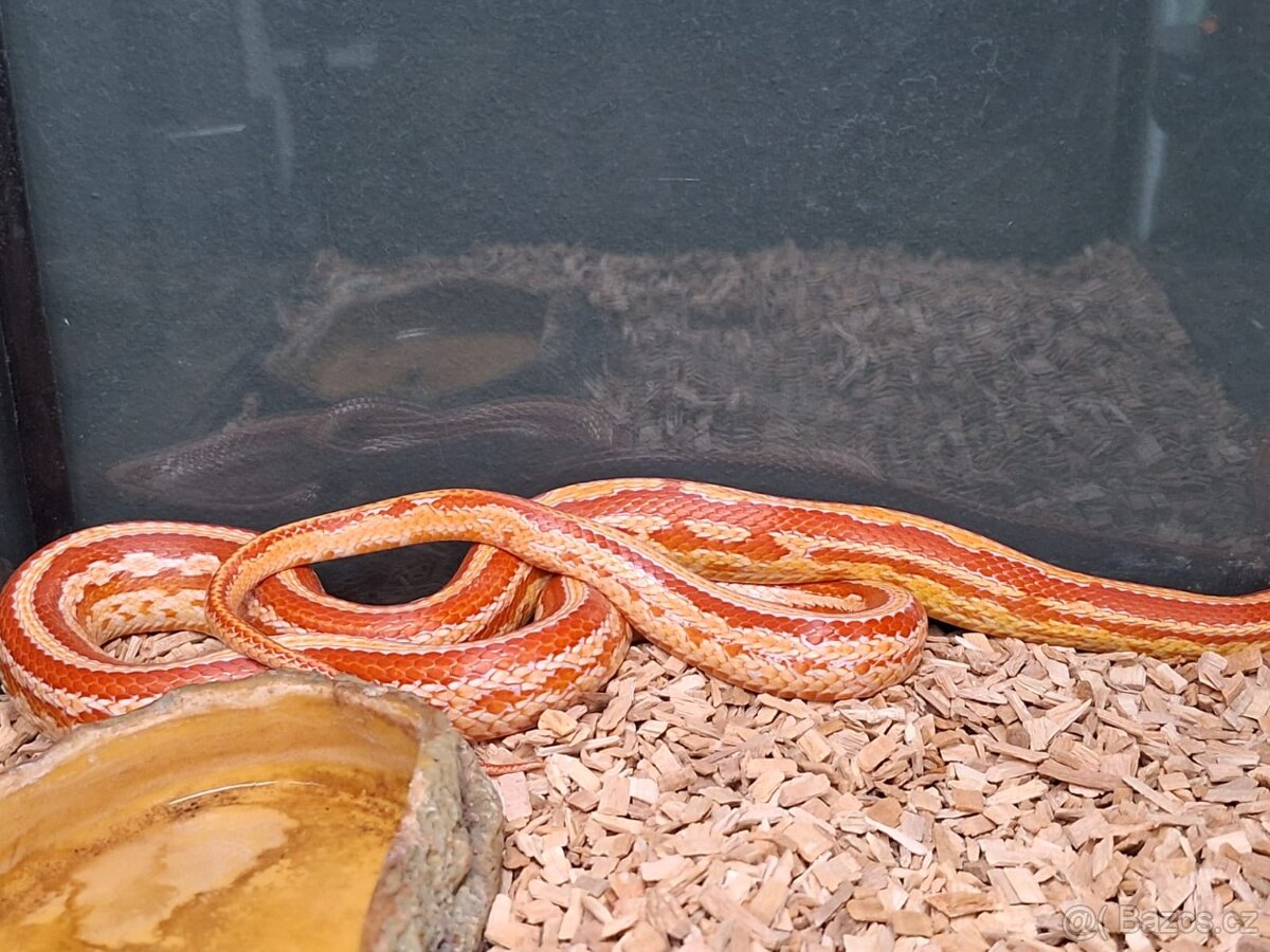 Užovka červená (Amel Tessera) – samička 2 roky - 2