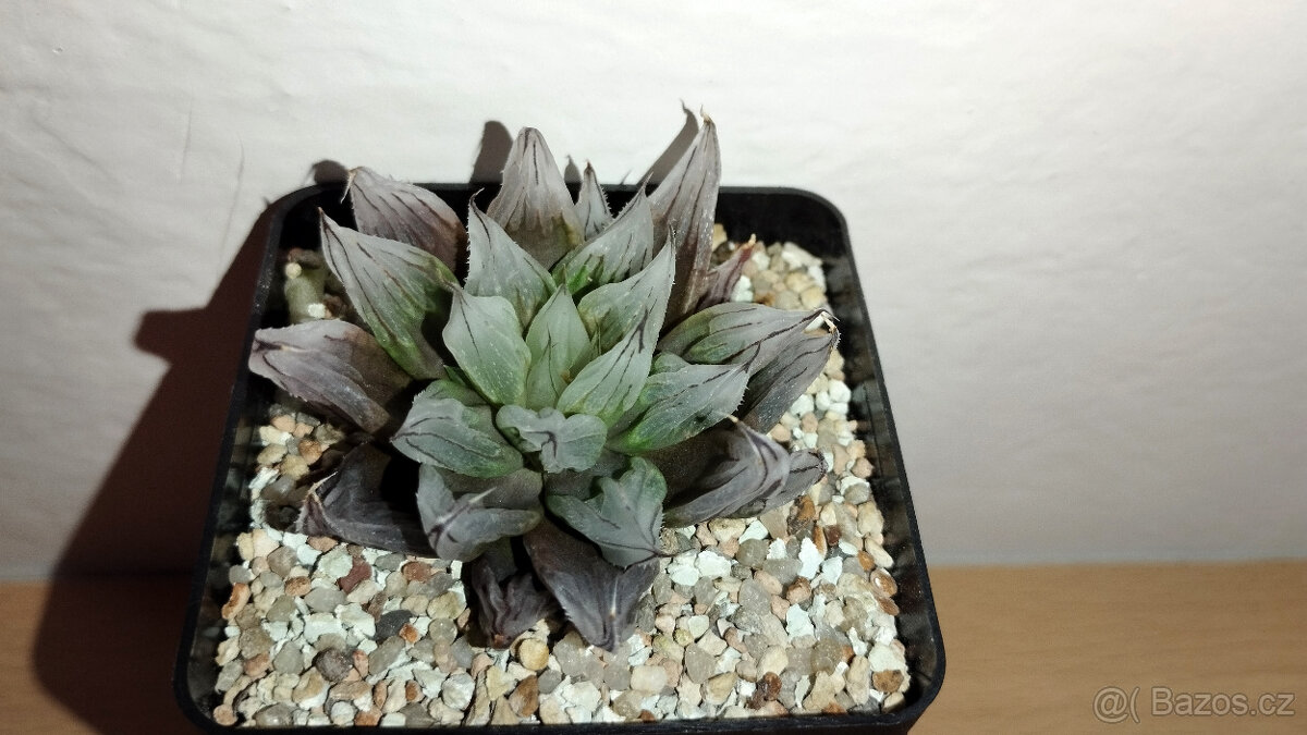 Haworthia cv. "West Asia Tsuen" ( sukulent ) - 2