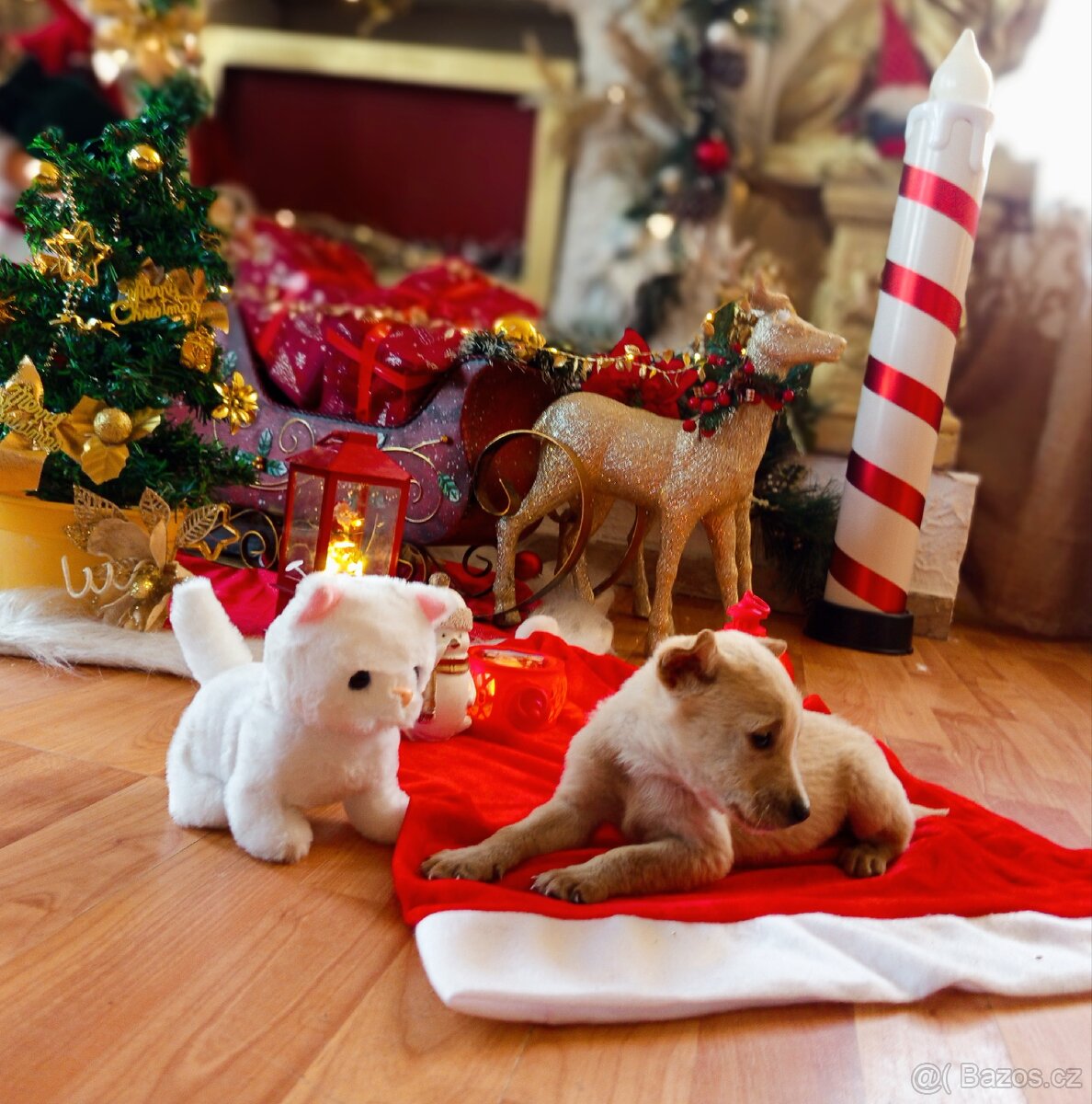 Štěně Čivava x Jack Russell - 2