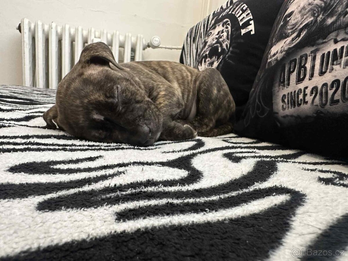 Americký pitbulteriér - 2