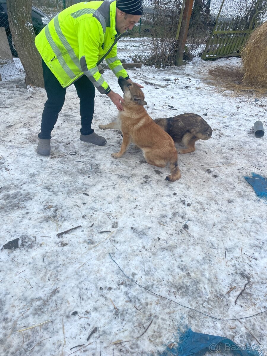 Štěně vlčáka - 2