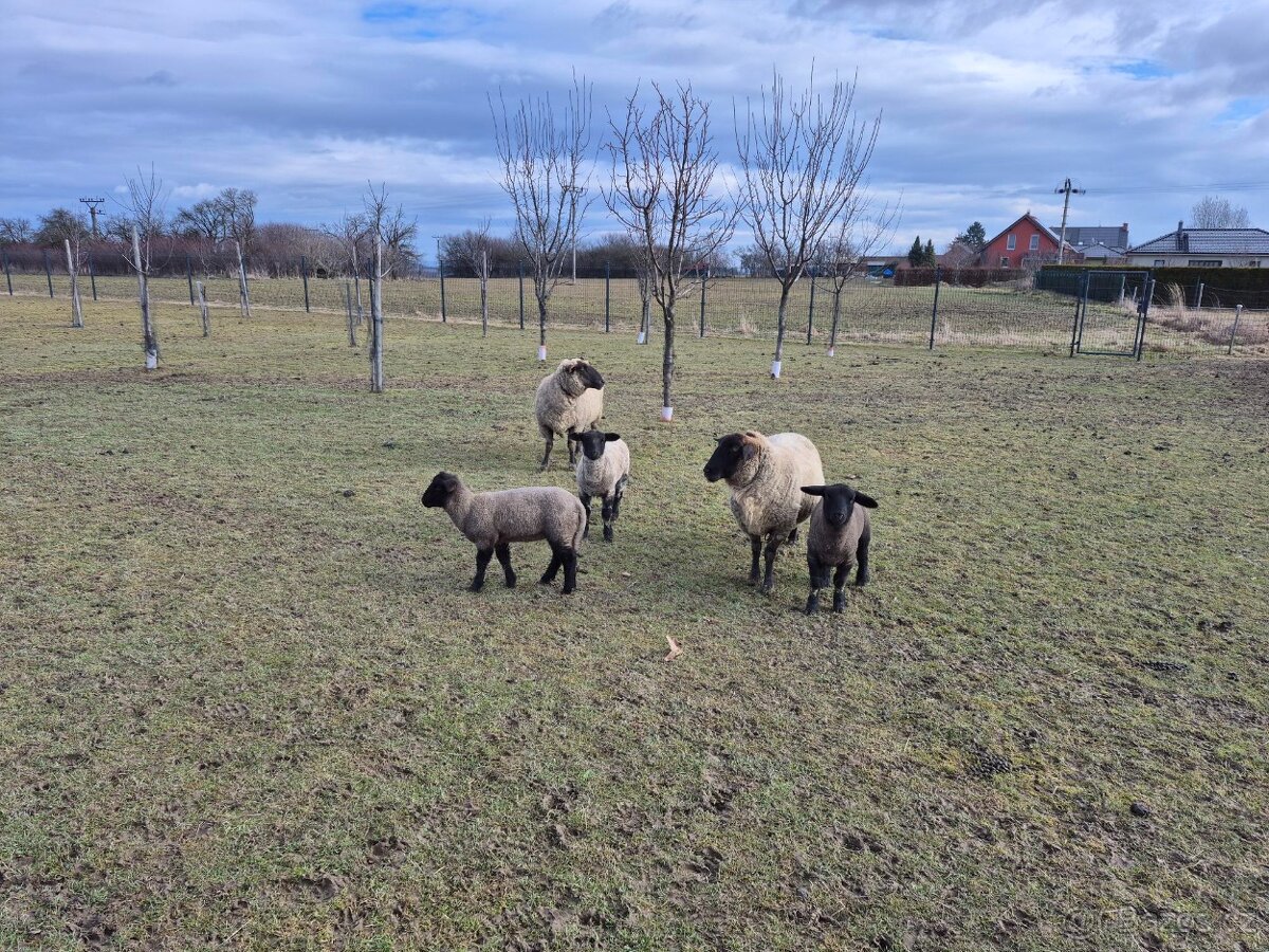 jehňata suffolk - 2