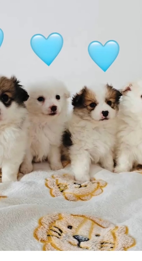 Jorkšírský teriér - 2