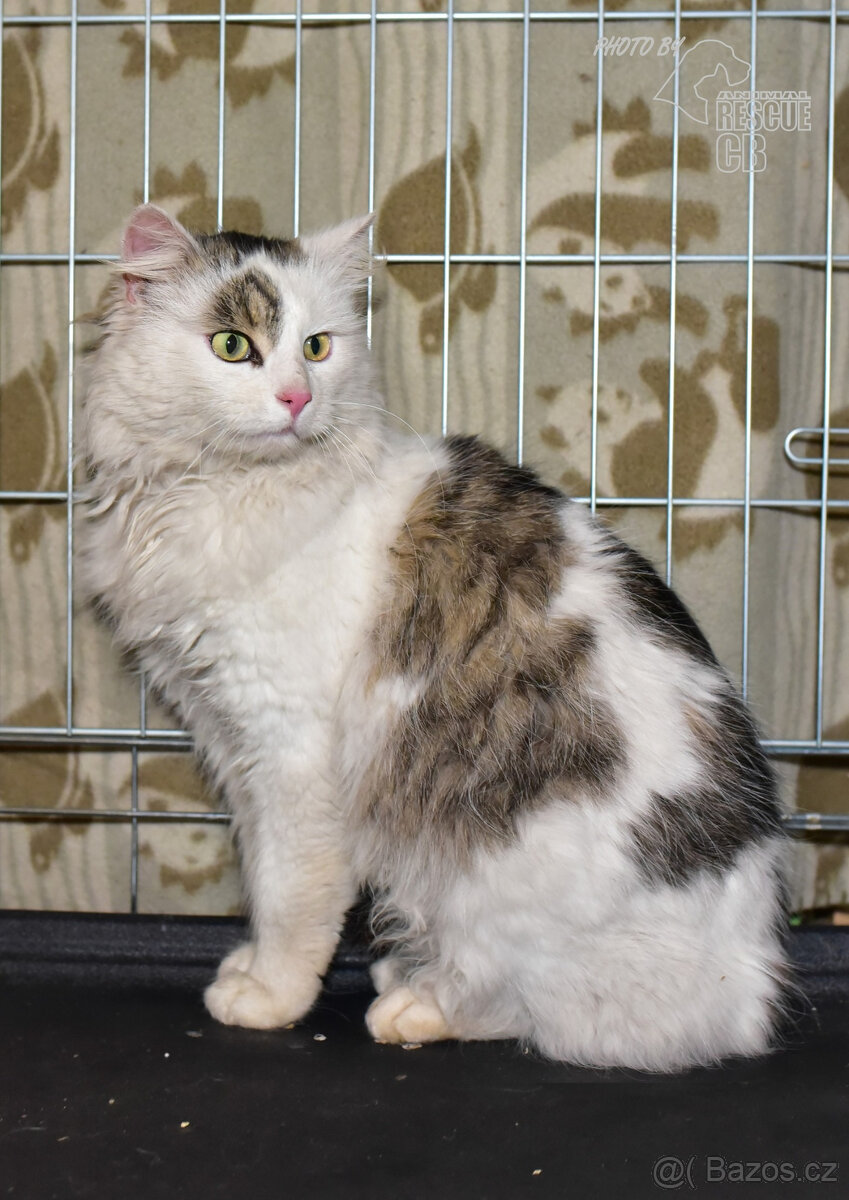 Našel se kocour v Kališti u Lipí - 2