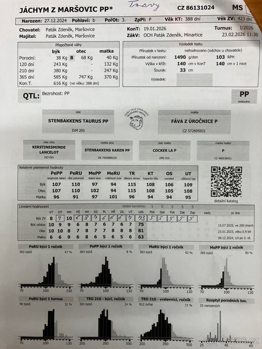 Plemenný býk Simentál Masný - 2