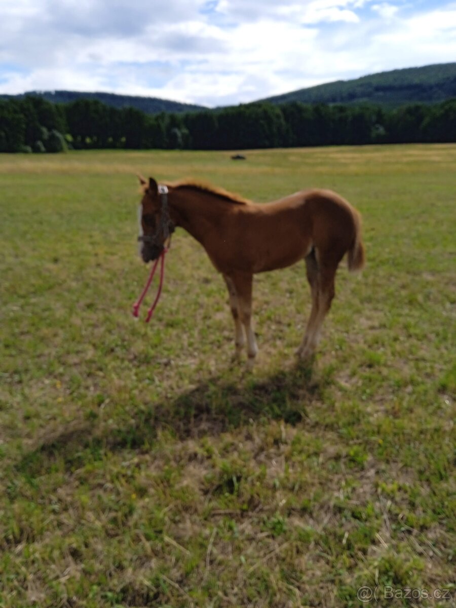 Chovná klisna AQH - 2