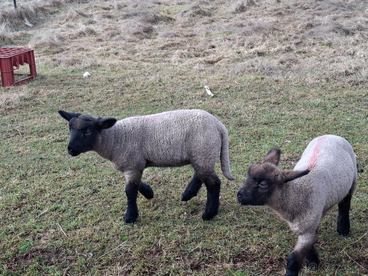 jehňata, Suffolk - 2