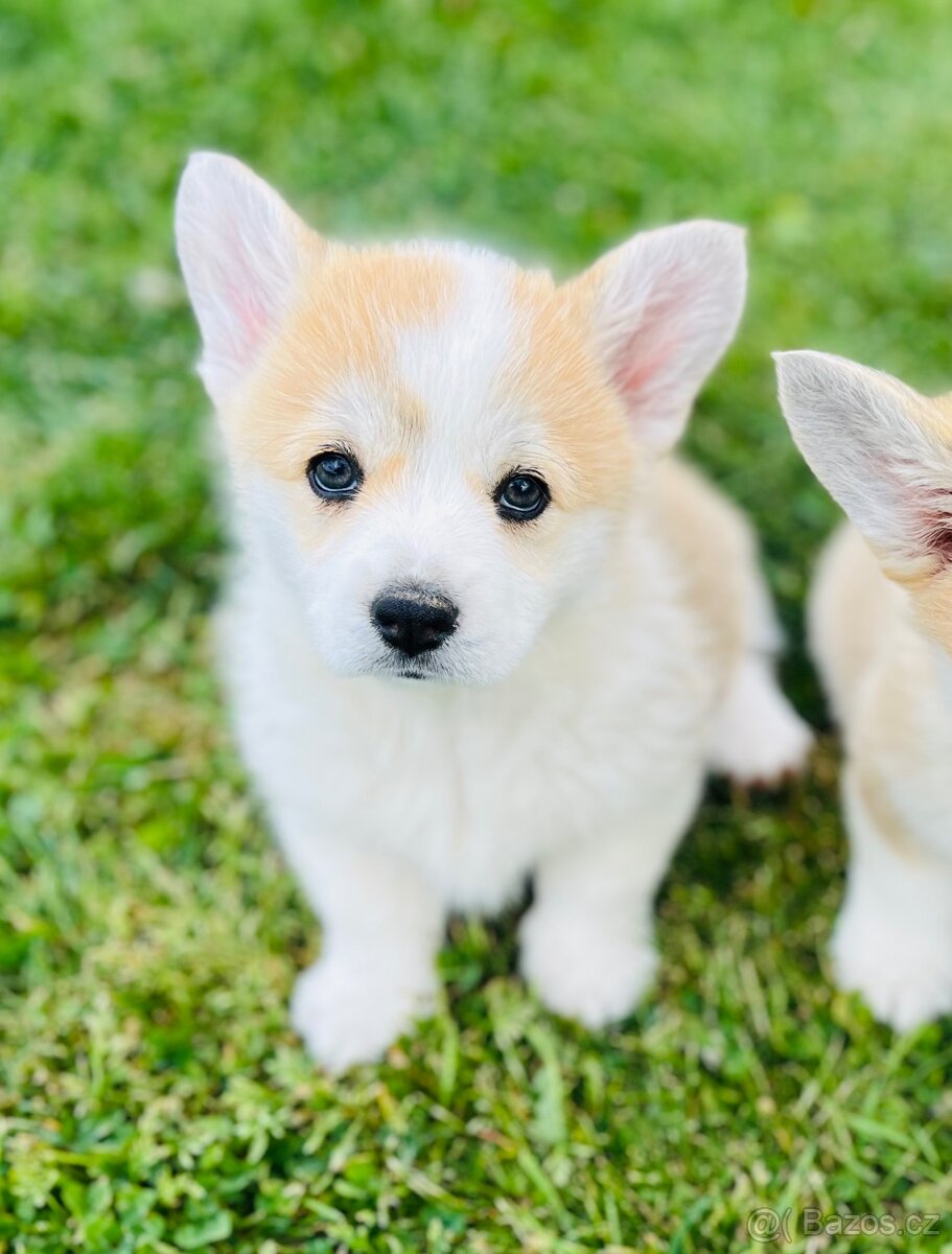 Welsh corgi pembroke s PP - 2