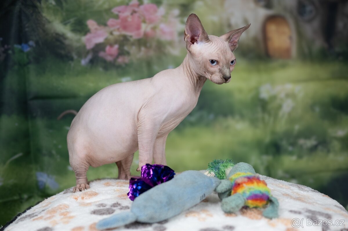 Kanadský sphynx koťátko kočička - 2