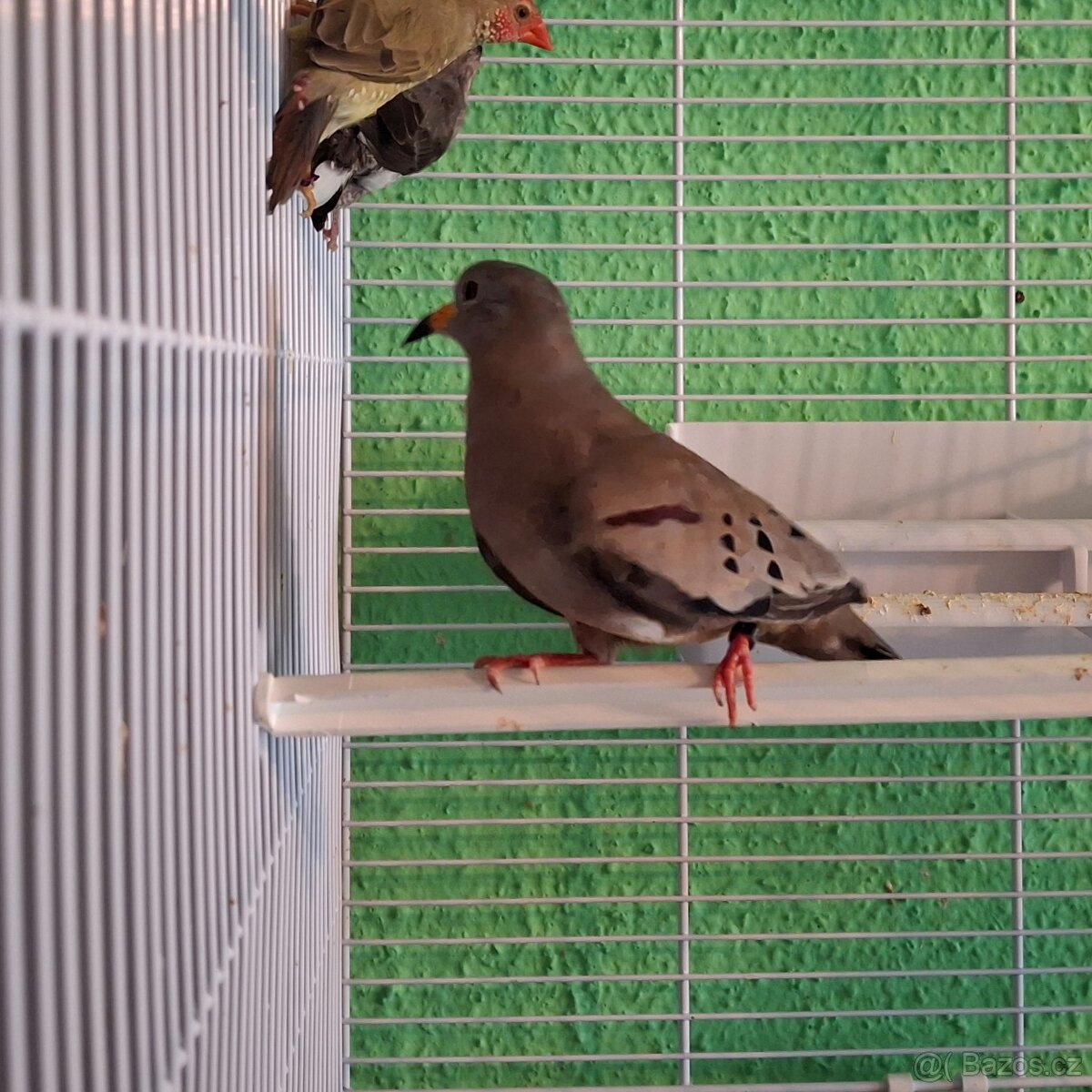 holoubek zlatozobý samec - 2