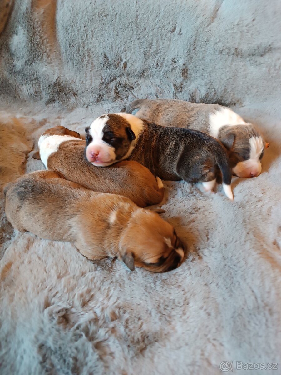 Americký stafordšírský teriér s PP - 2