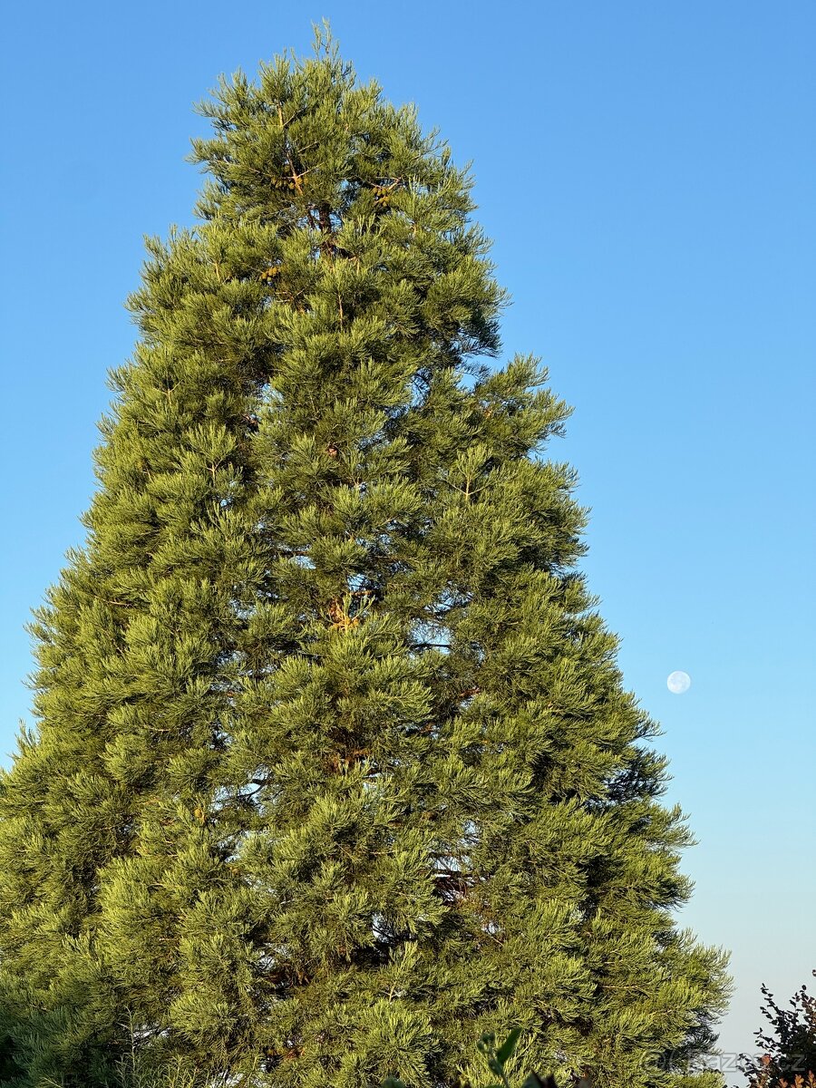 Sekvojovec obrovský 60 cm - 2