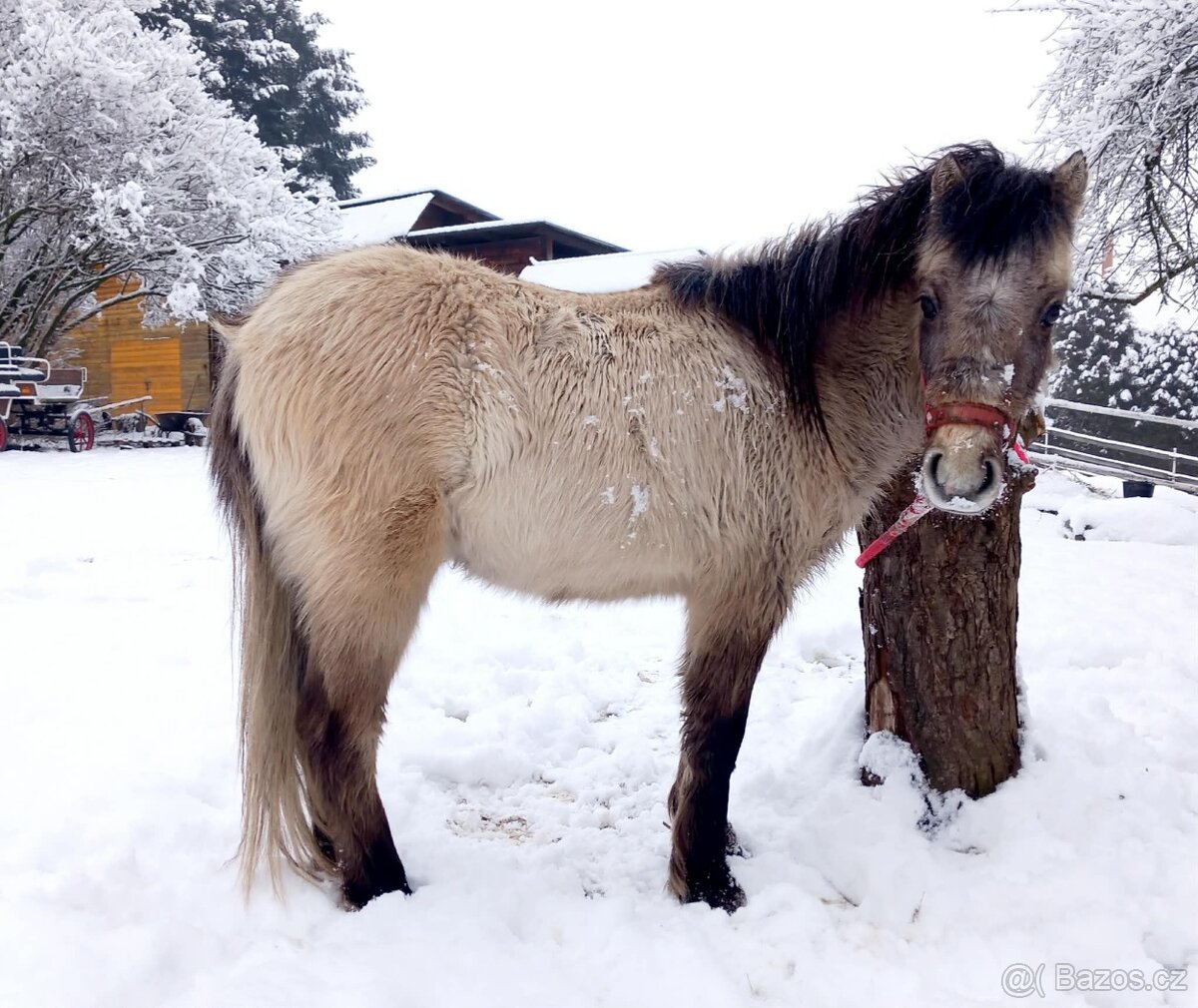 Dvouletý hřebeček pony - 2