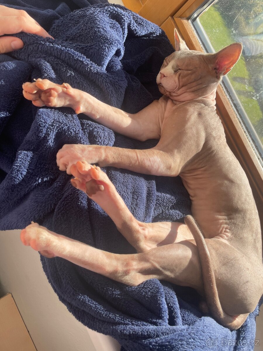 Krytí kanadský sphynx - 2