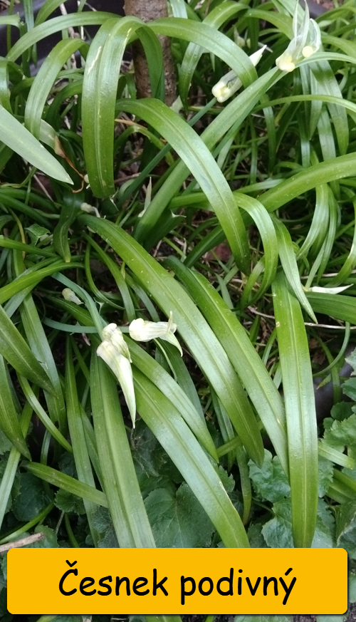 Odkopky trvalek a skalniček - 2