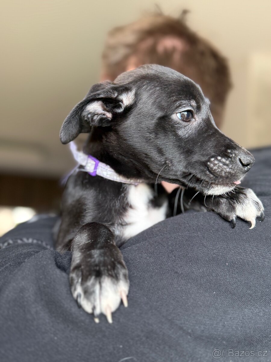 Štěňátka labradora a Border kolie - 2