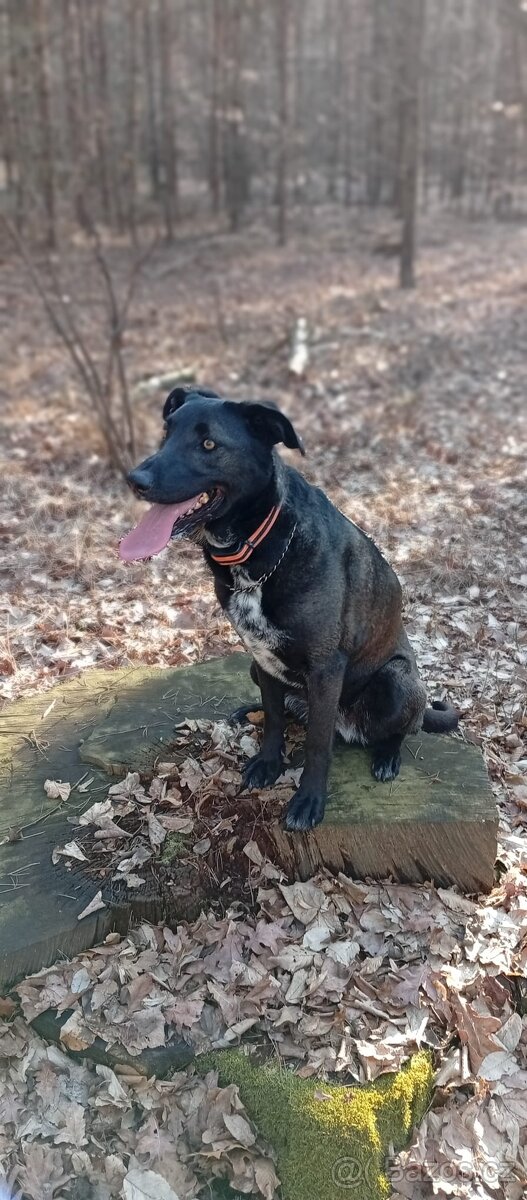 Daruji fenku křížence - 2