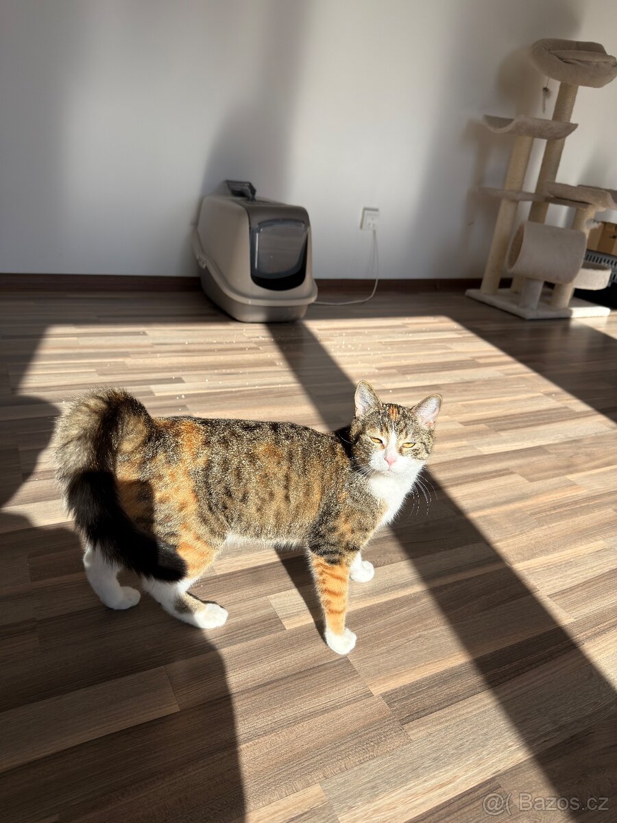 Kočka - 2