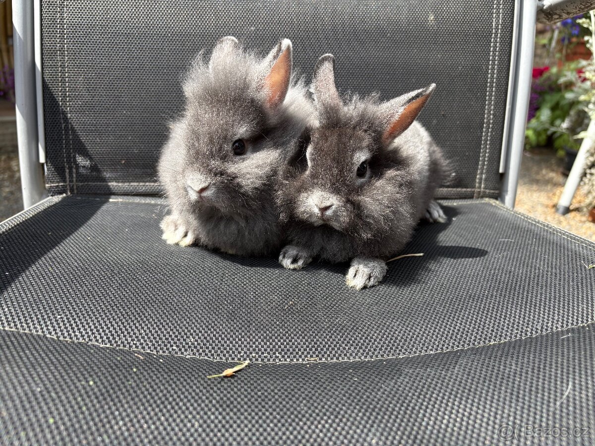 Zakrslý králíčci 🐇 ♥️mláďátka Samec a samička - 2