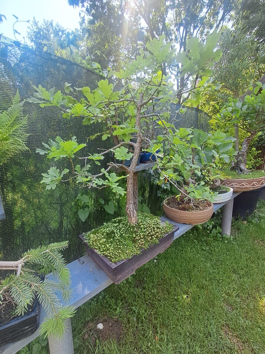 Bonsaj,bonsai Dub - 2