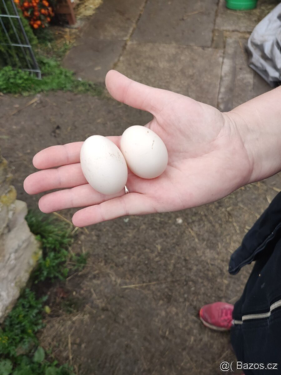 Ga H mong násadová vejce - kuřátka NV - 2