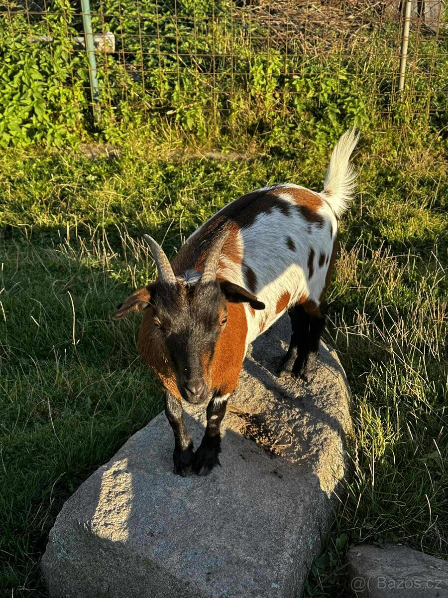 Holandská zakrslá koza s PoP - 2