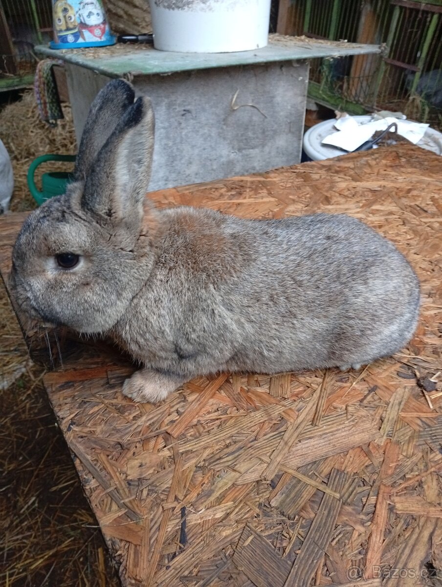 stříbřitý malý - 2