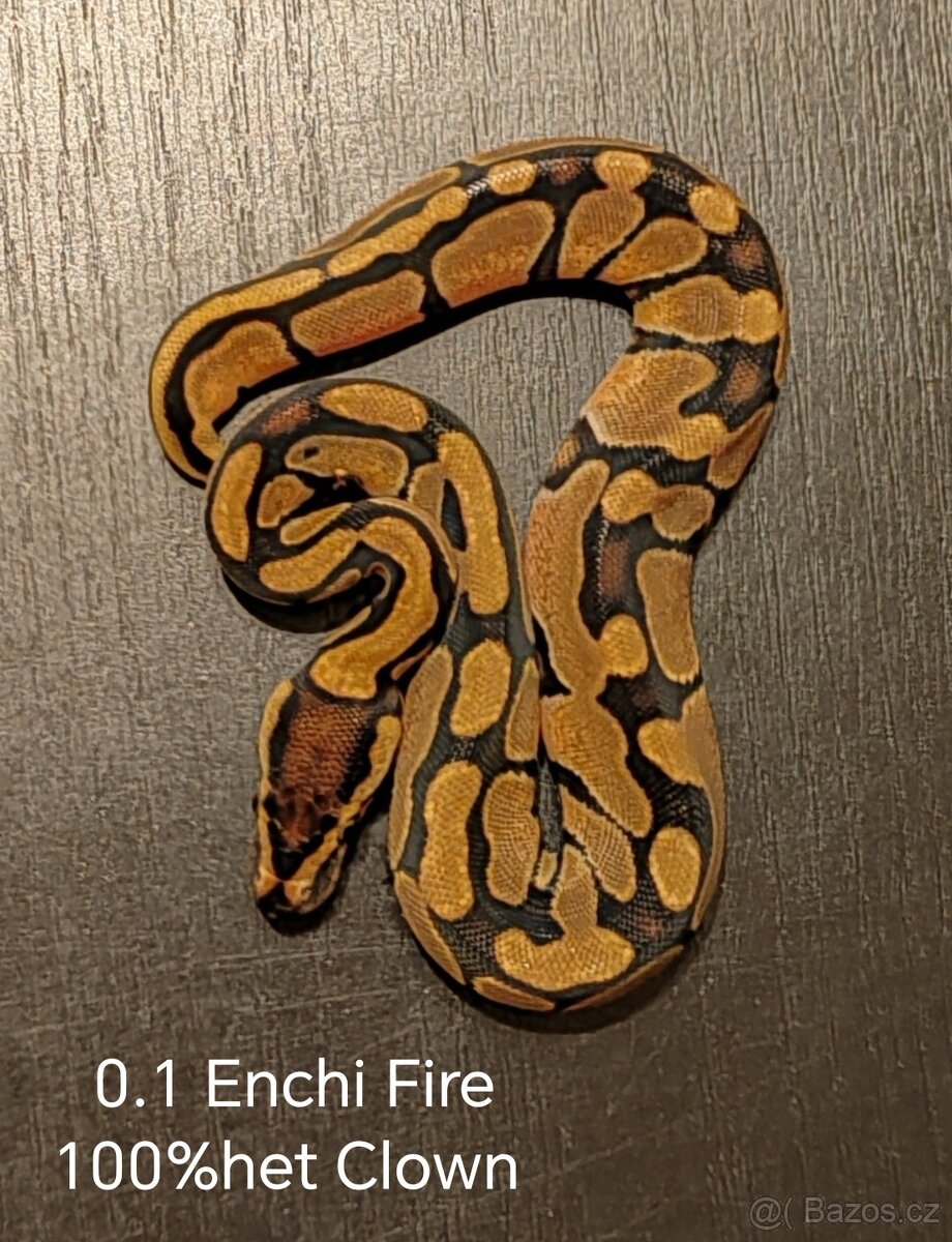 Krajta královská - 2