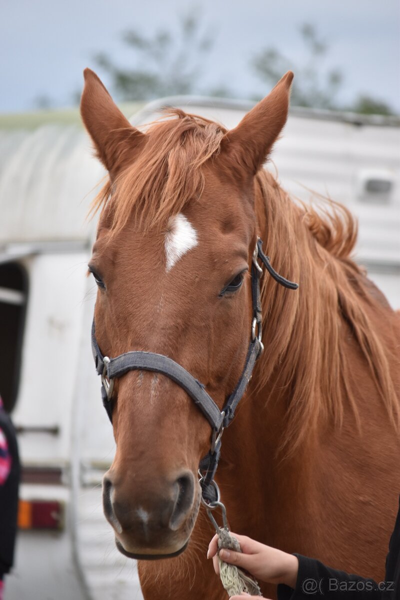 Teplokrevný valach 15 let - 2