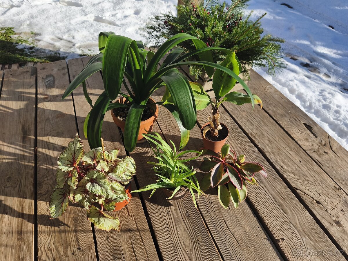 Pokojové rostliny - 2