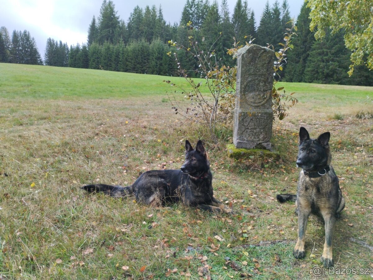 Německý ovčák s PP - 2