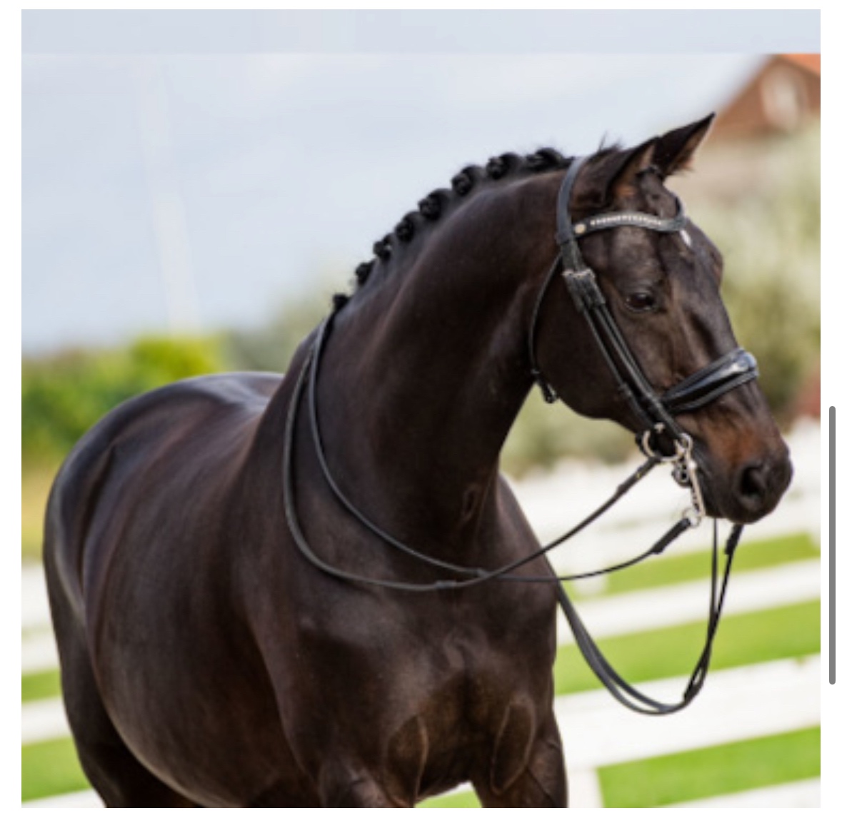 10ti letý černý KWPN valach po Glamourdale - 2