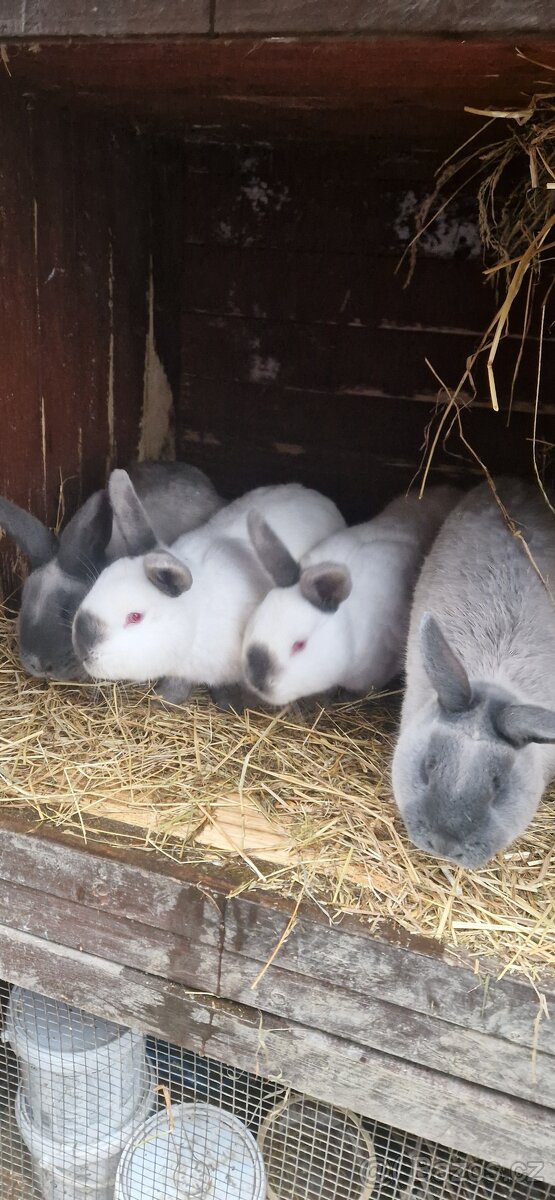 Kalifornský modrý a Kuní velký modrý - 2