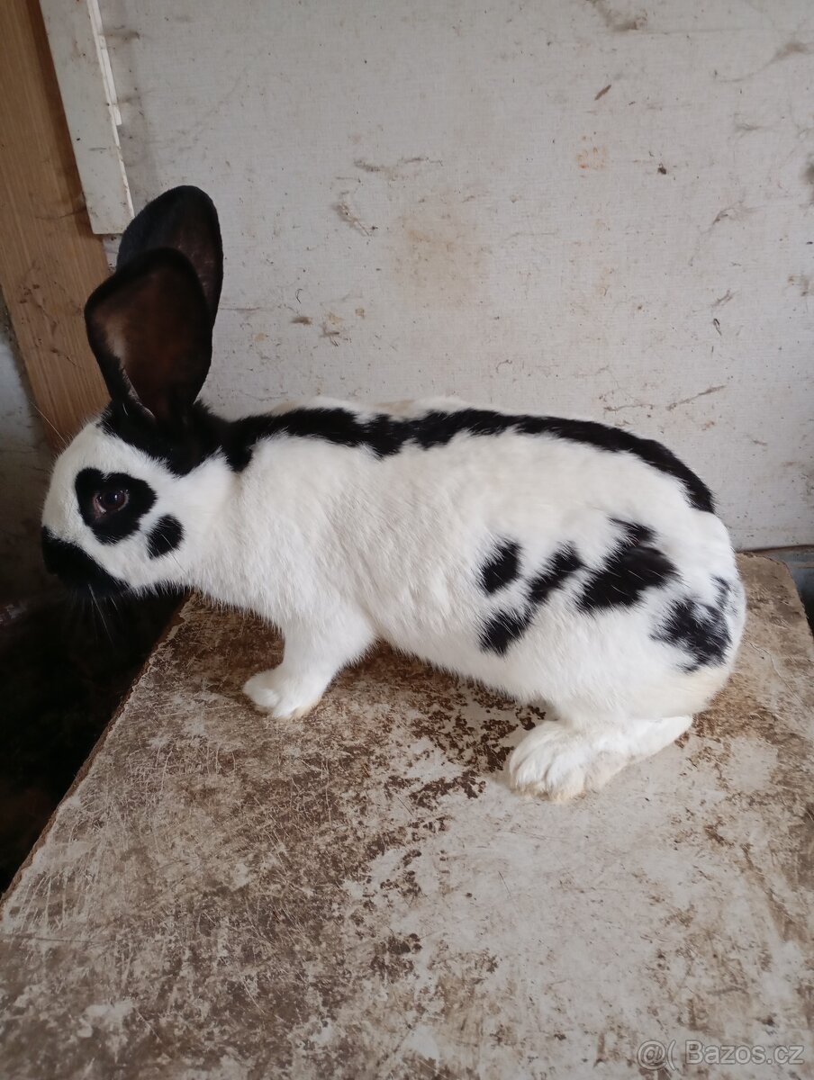 Prodám německý obrovitý strakáč - 2