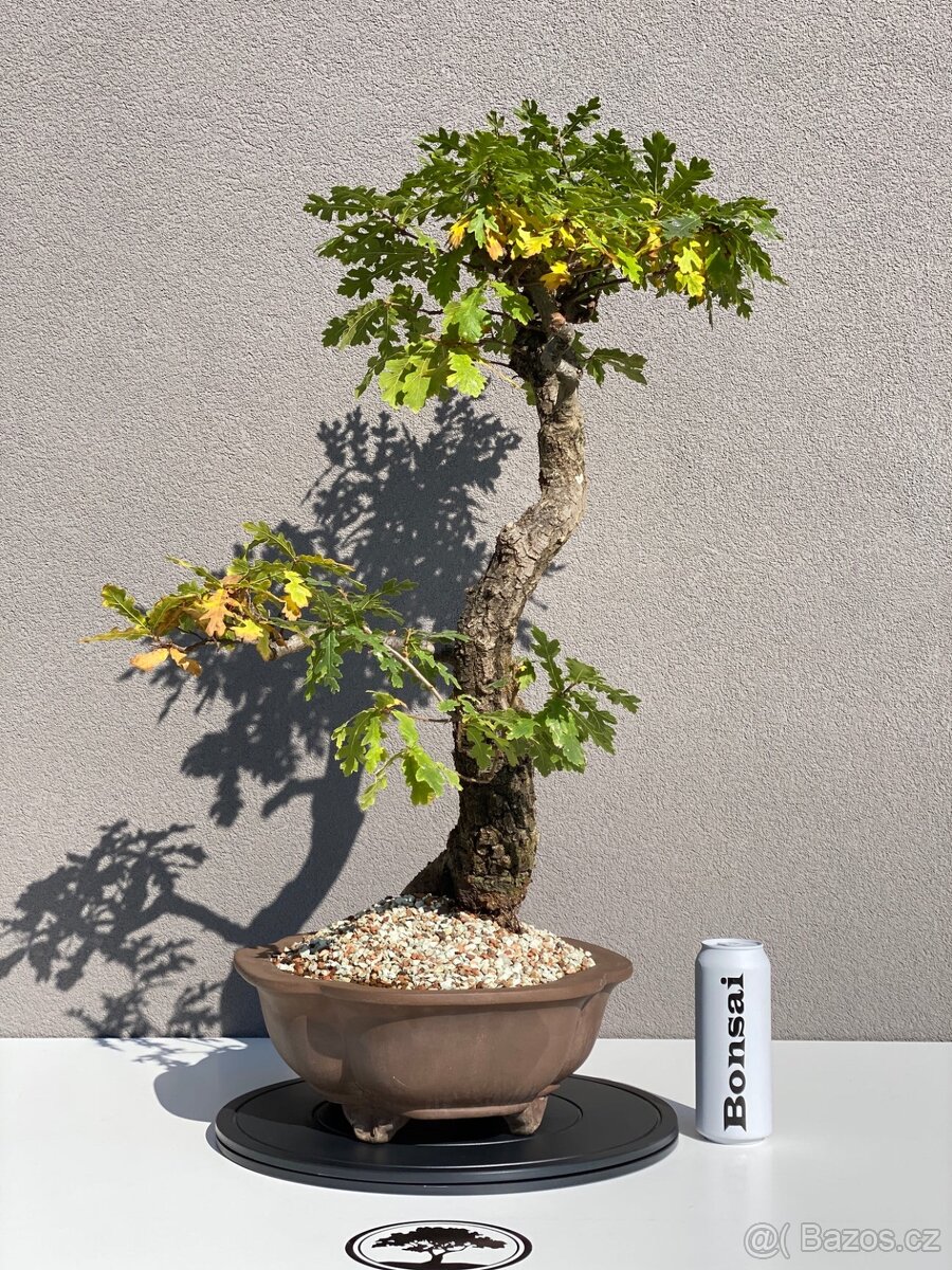Bonsai Dub, Quercus - 2