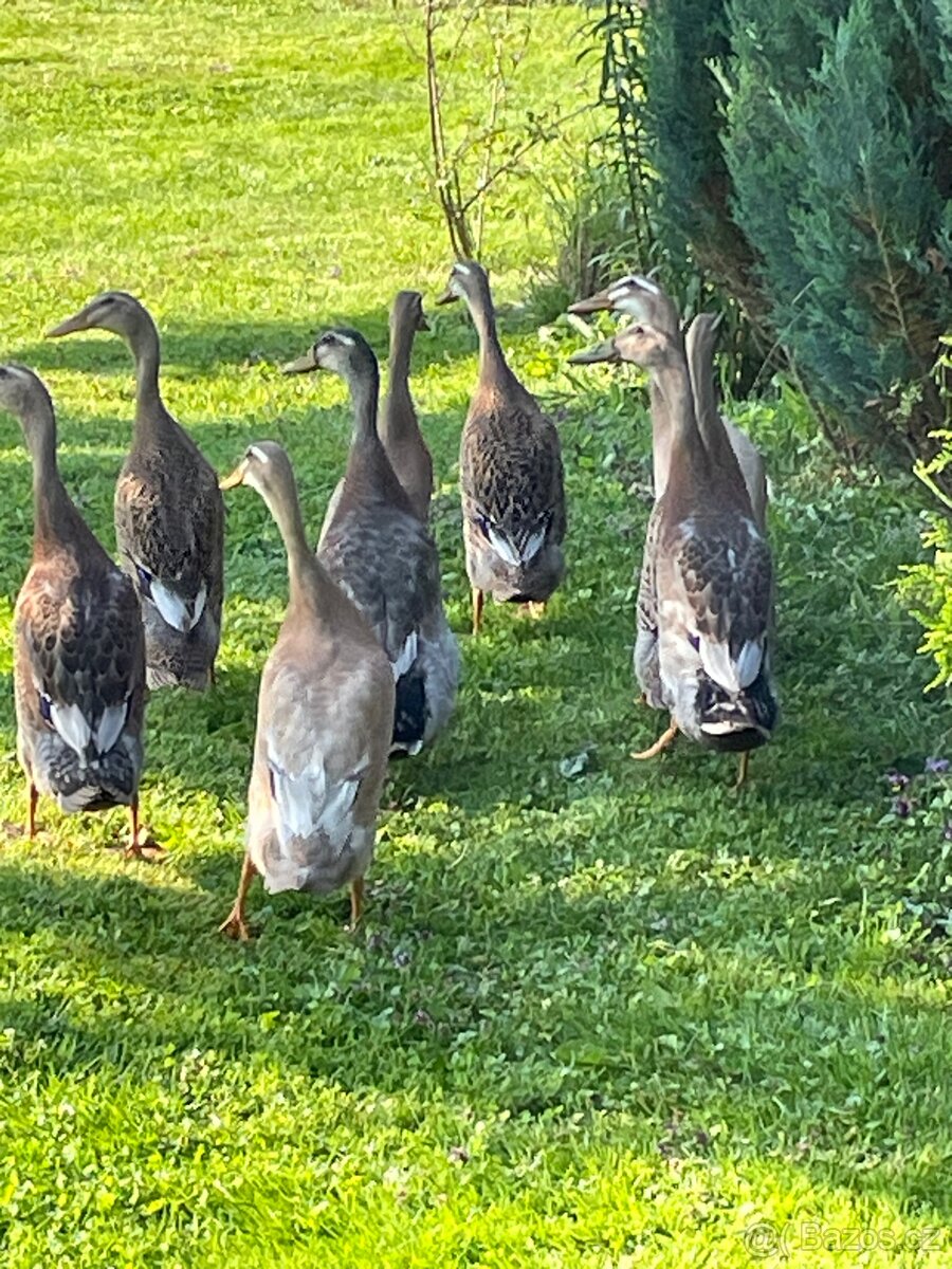 Indický běžec - 2