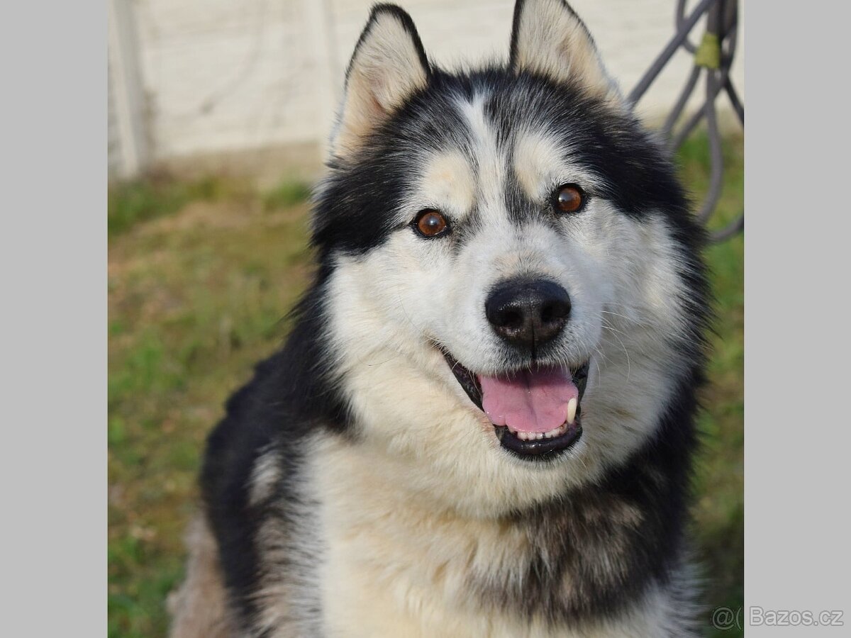 GYMY K ADOPCI - přátelský parťák - 2