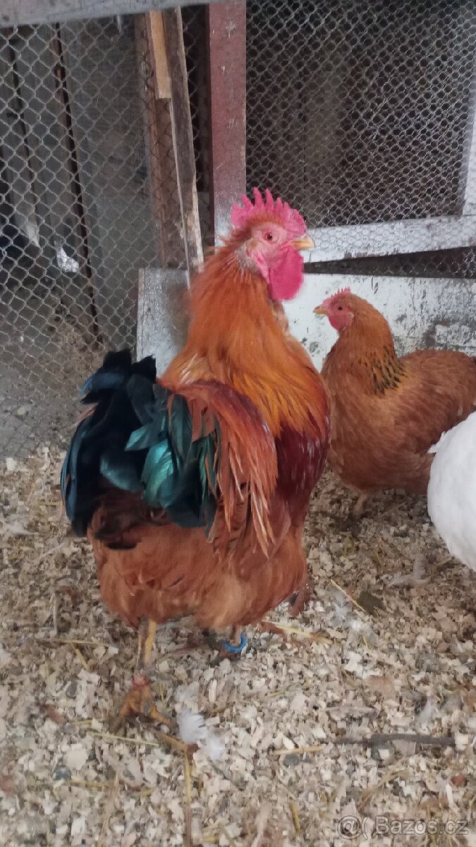 Kohout hempšírky - 2