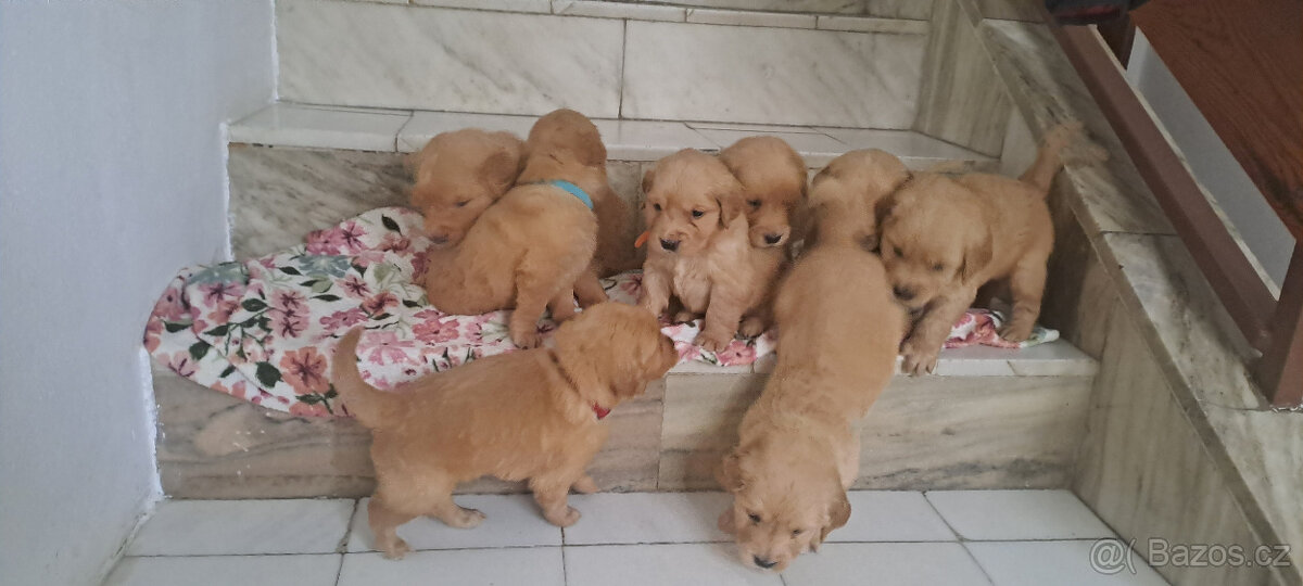 Zlaty retriver - odvěr k Vanocun - 2