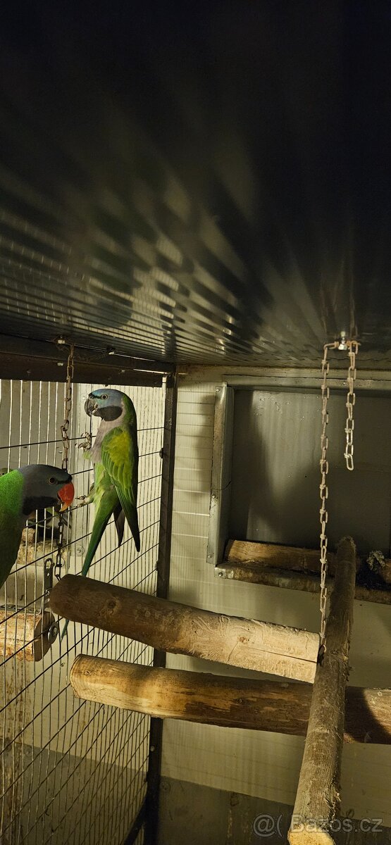 Alexandr Čínský - 2